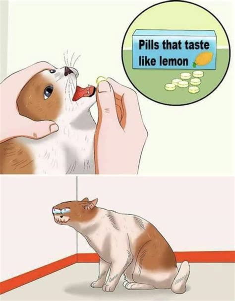 cat pill meme|lemon cat meme.